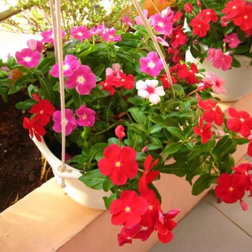 8 loài hoa đẹp bình dị, dễ trồng cho sân vườn nhà phố - Ảnh 1.