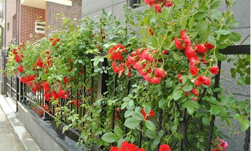 8 loài hoa đẹp bình dị, dễ trồng cho sân vườn nhà phố - Ảnh 3.