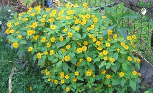 8 loài hoa đẹp bình dị, dễ trồng cho sân vườn nhà phố - Ảnh 4.