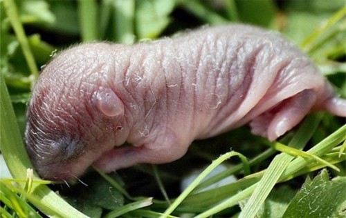 “Khóc thét” với đặc sản chuột bao tử sống chỉ có ở Trung Quốc - Ảnh 2.