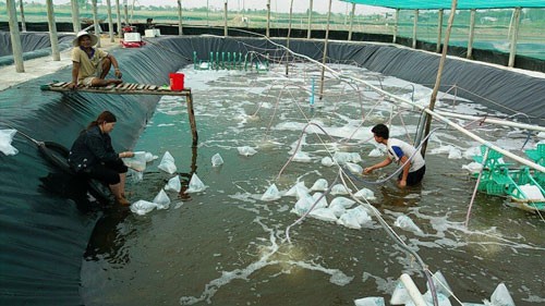 Giá tôm cao vẫn bất an - Ảnh 1.