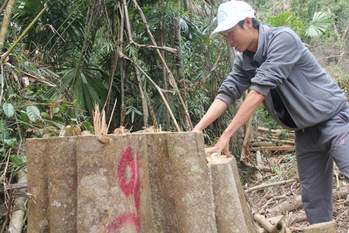 Quảng Nam: Khởi tố vụ phá rừng phòng hộ sông Kôn - Ảnh 1.