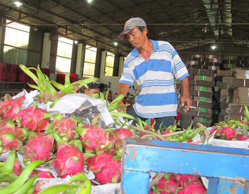 Trung Quốc siết nhập khẩu trái cây từ Việt Nam - Ảnh 1.