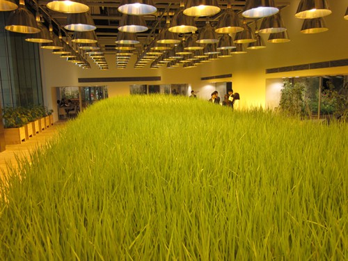 Ruộng lúa chín vàng óng trong văn phòng công ty Nhật - Ảnh 3.