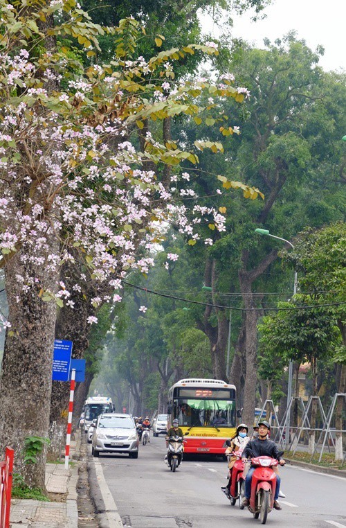 “Điểm danh” những mùa hoa tháng 3 đẹp mê hồn - Ảnh 17.