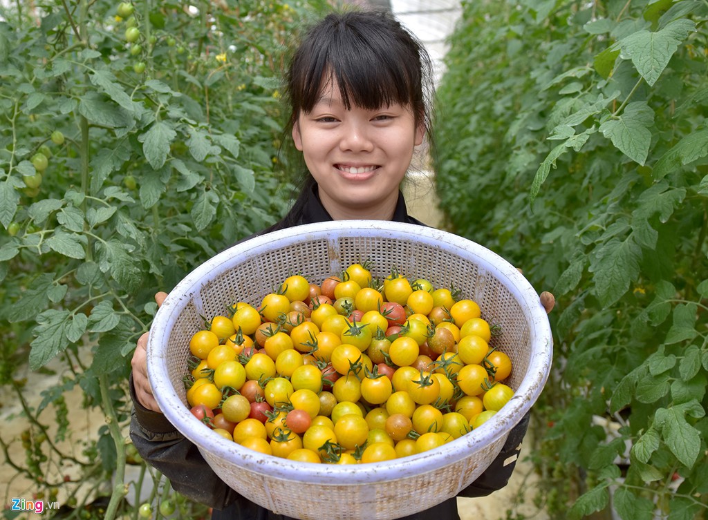 Nhà giàu đổ xô lên Măng Đen trồng rau sạch, thuốc quý - Ảnh 4.