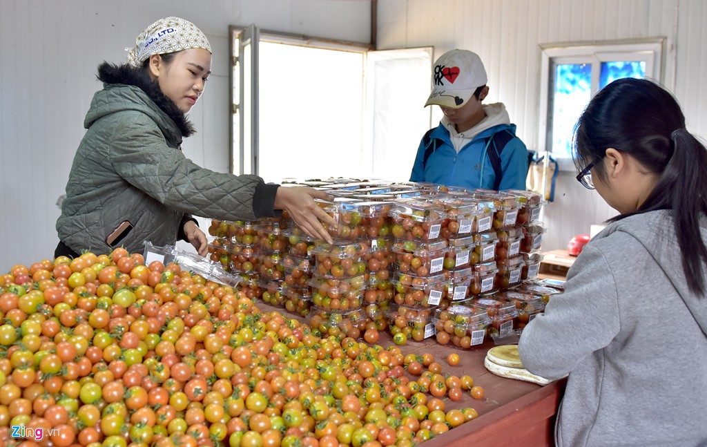 Nhà giàu đổ xô lên Măng Đen trồng rau sạch, thuốc quý - Ảnh 5.