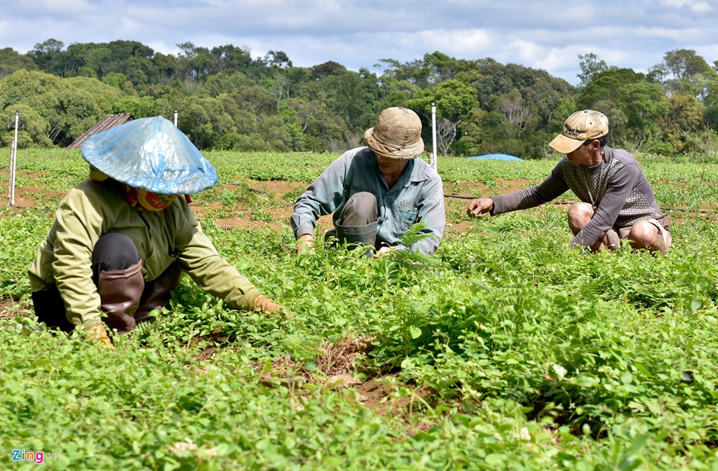 Nhà giàu đổ xô lên Măng Đen trồng rau sạch, thuốc quý - Ảnh 8.