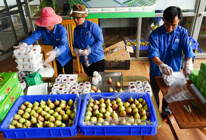 Trang trại sung Mỹ thu hoạch hàng trăm ký mỗi ngày ở Đồng Nai - Ảnh 7.