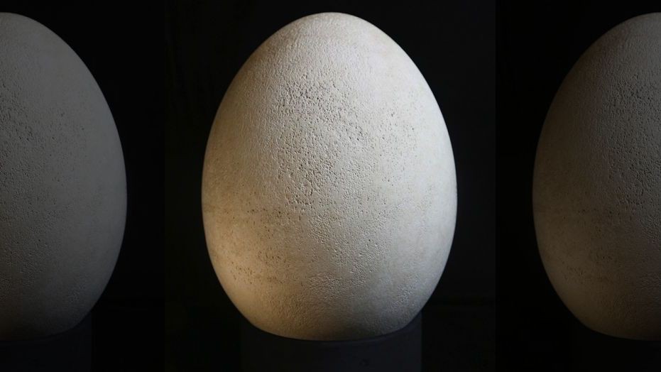 Quả trứng trị giá hơn 2,1 tỉ đồng mà tưởng đồ bỏ - Ảnh 2.