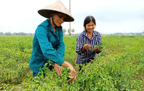 Hàng loạt hợp tác xã sống mà như chết: Thành lập dễ, giải thể khó! - Ảnh 1.