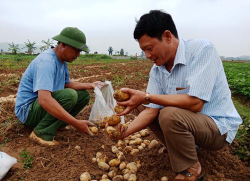 Hàng loạt hợp tác xã sống mà như chết(*): Bình mới, rượu cũng phải mới - Ảnh 1.