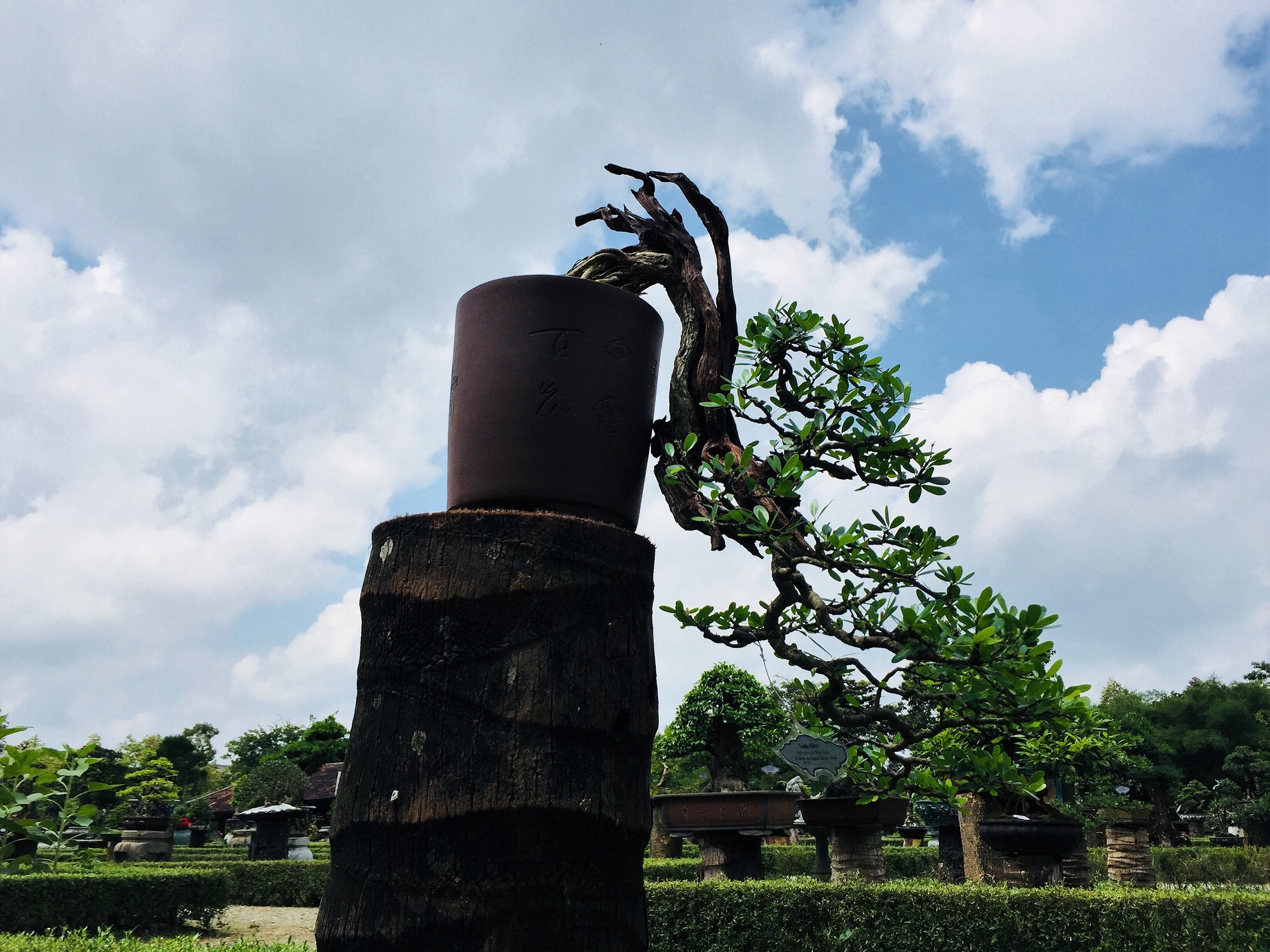 Ngắm tác phẩm bonsai cả nước hội tụ đọ dáng trong vườn Cơ Hạ - Ảnh 8.