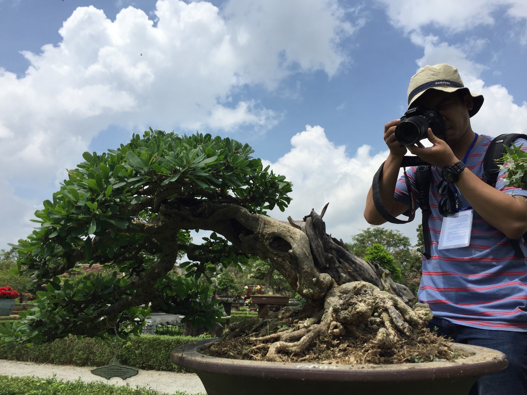 Ngắm tác phẩm bonsai cả nước hội tụ đọ dáng trong vườn Cơ Hạ - Ảnh 3.
