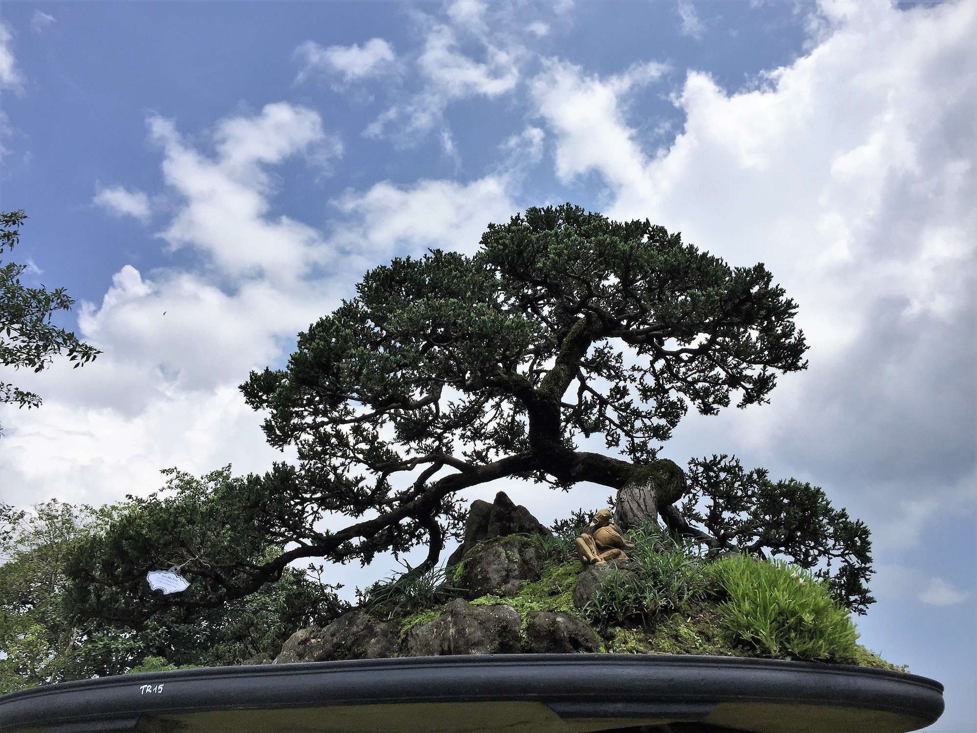Ngắm tác phẩm bonsai cả nước hội tụ đọ dáng trong vườn Cơ Hạ - Ảnh 5.