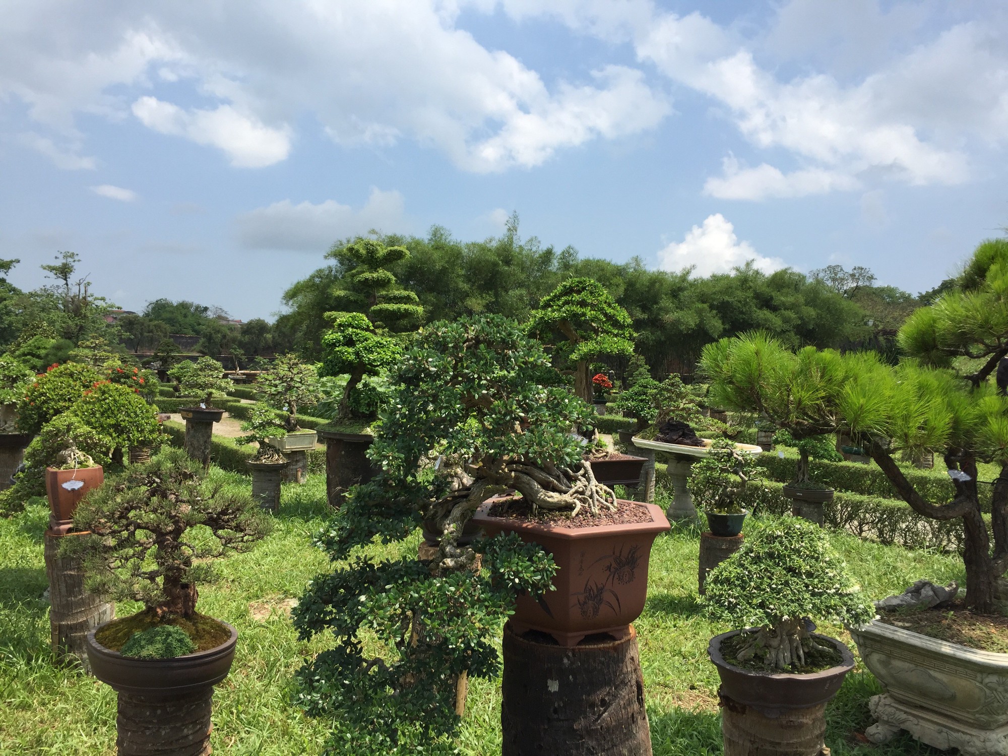 Ngắm tác phẩm bonsai cả nước hội tụ đọ dáng trong vườn Cơ Hạ - Ảnh 6.