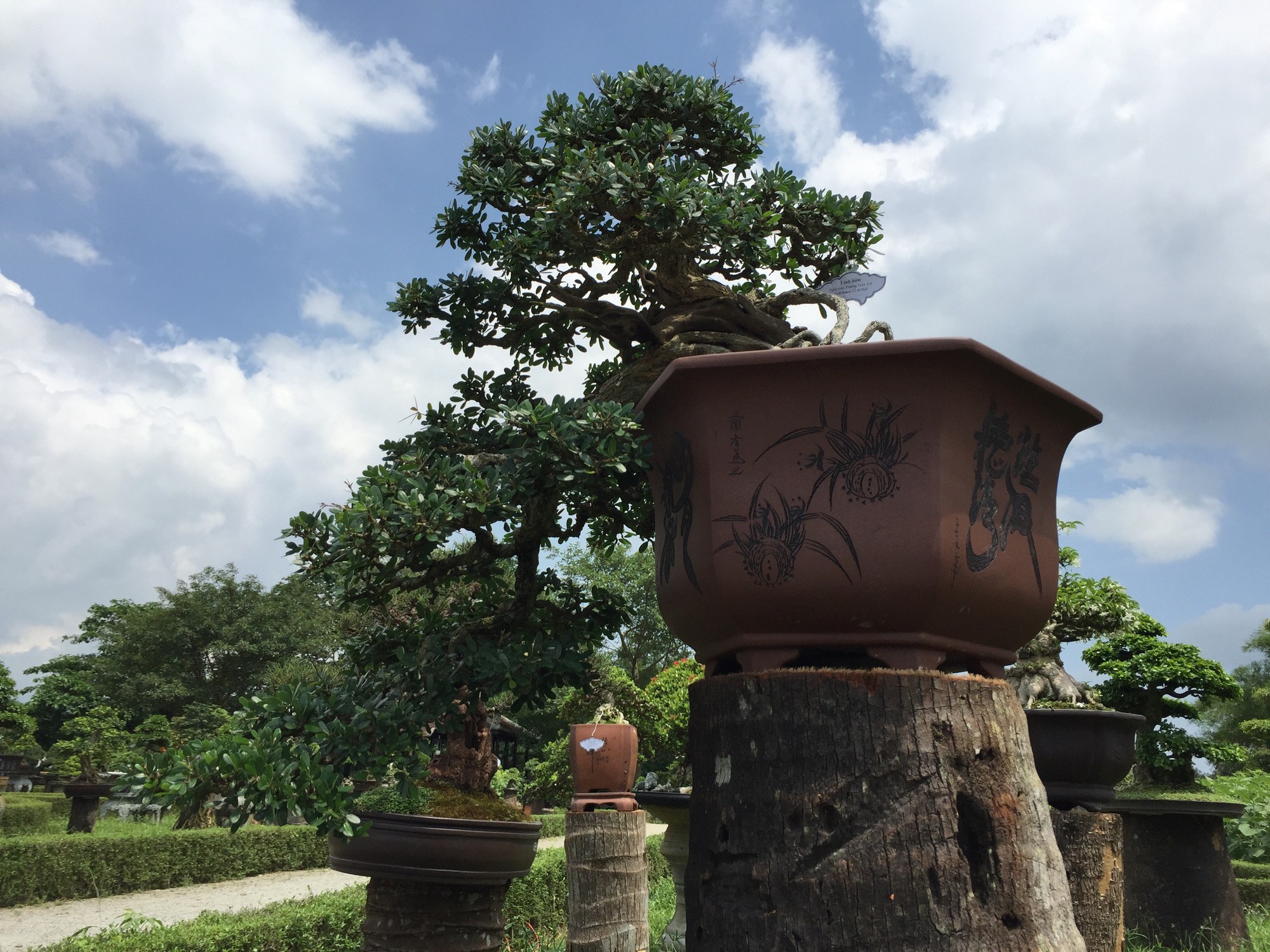 Ngắm tác phẩm bonsai cả nước hội tụ đọ dáng trong vườn Cơ Hạ - Ảnh 4.