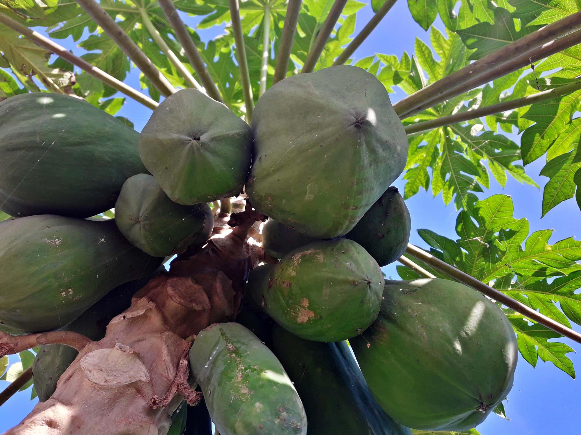 Đu đủ khô - món quà “đặc biệt” từ tay mạ - Ảnh 1.