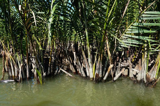 Khu rừng dừa như miền Tây sông nước tại Hội An - Ảnh 2.