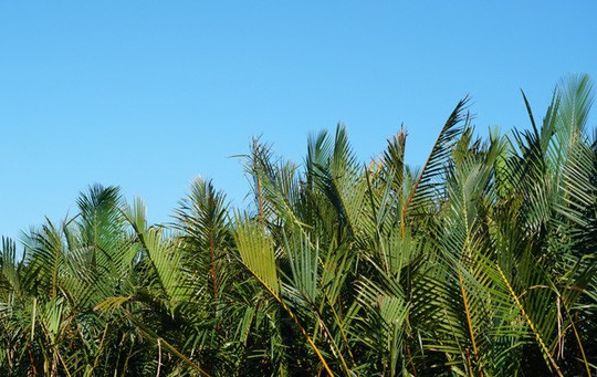 Khu rừng dừa như miền Tây sông nước tại Hội An - Ảnh 4.