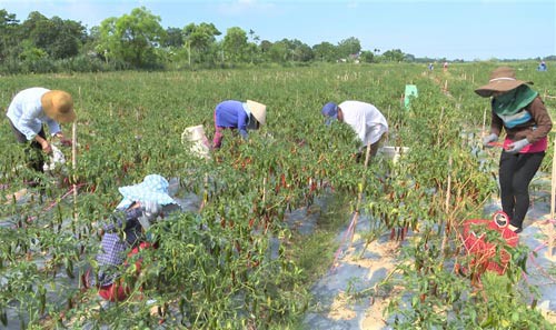 Thuê dân trồng ớt rồi bỏ chạy - Ảnh 1.