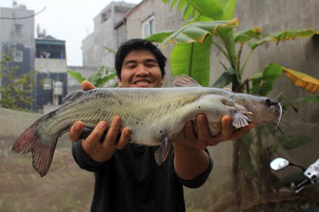 Sát thủ cá ngạnh - Ảnh 3.