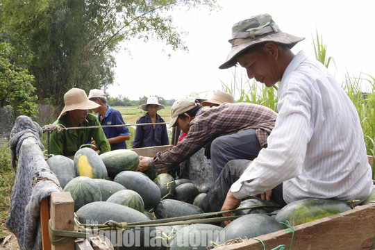 Một tuần, nhóm đồng hương giải cứu được 200 tấn dưa hấu - Ảnh 10.