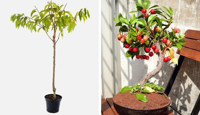 8 loại cây ăn quả nên trồng trong nhà mình - Ảnh 7.