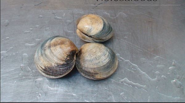 Kỳ thú khám phá sò chén, đặc sản Cam Ranh - Ảnh 4.