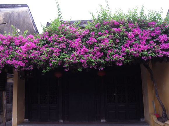 Chết lịm trước những ngôi nhà cổng hoa giấy đẹp tuyệt - Ảnh 2. Chết lịm trước những ngôi nhà cổng hoa giấy đẹp tuyệt - Ảnh 2.