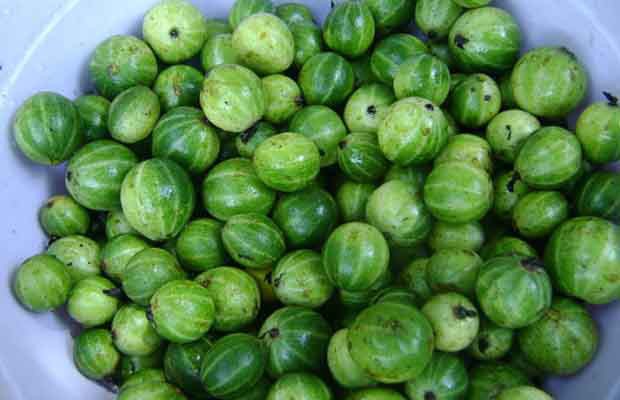 Cà đắng nấu da trâu - Ảnh 1.