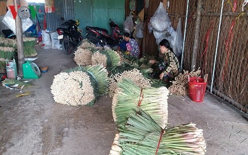 Cây sả ở vùng cù lao Tiền Giang “trồng chơi, ăn thật” - Ảnh 2.