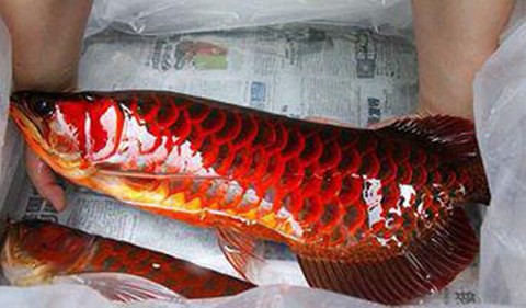 Huyền thoại về loài cá vẩy đỏ như máu ở Biển Hồ - Ảnh 1.