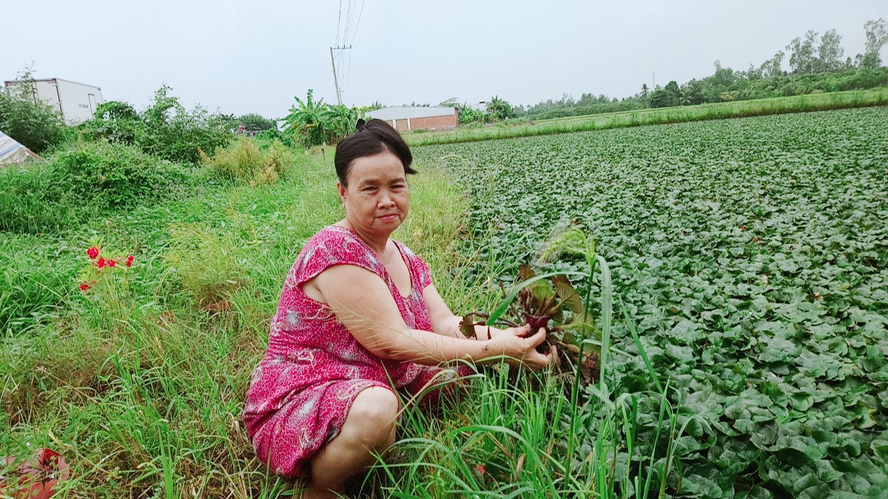 Thơm ngon củ ấu “sừng trâu” ở miền Tây - Ảnh 2.