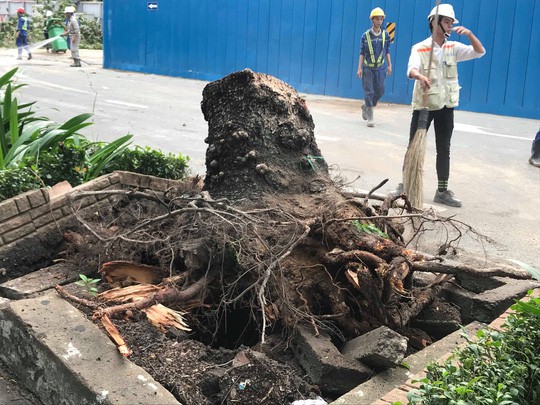 Lốc xoáy nhiều nơi ở Sài Gòn, cây xanh ngã rạp, 3 người trọng thương - Ảnh 4.