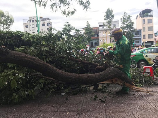 Lốc xoáy nhiều nơi ở Sài Gòn, cây xanh ngã rạp, 3 người trọng thương - Ảnh 5.