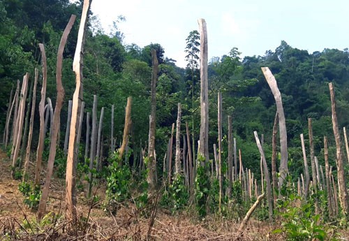 Tan hoang rừng phòng hộ ở Lâm Đồng - Ảnh 2.