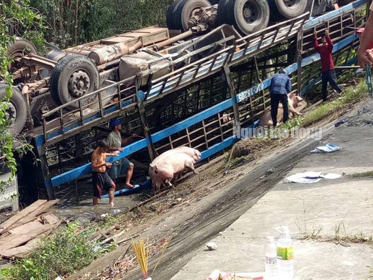 Xe tải lật ngửa, đàn heo chạy tán loạn ra đường - Ảnh 1.