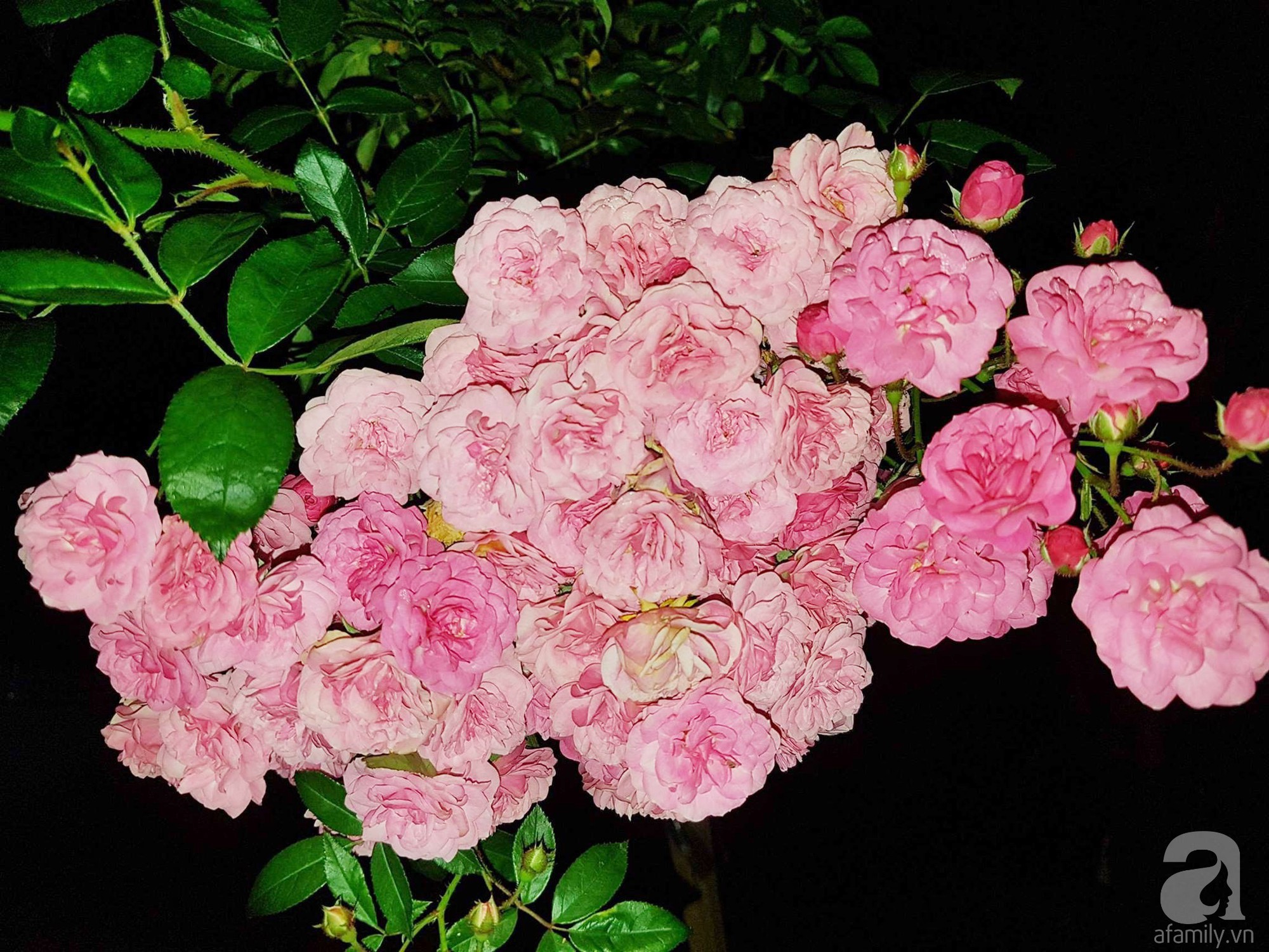 Mê mẩn khu vườn hoa hồng đẹp như mơ ở Đà Lạt - Ảnh 25.