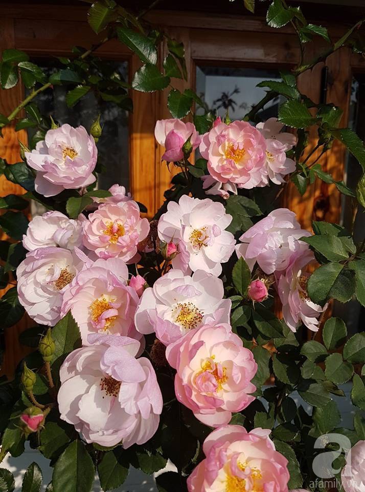 Mê mẩn khu vườn hoa hồng đẹp như mơ ở Đà Lạt - Ảnh 2.