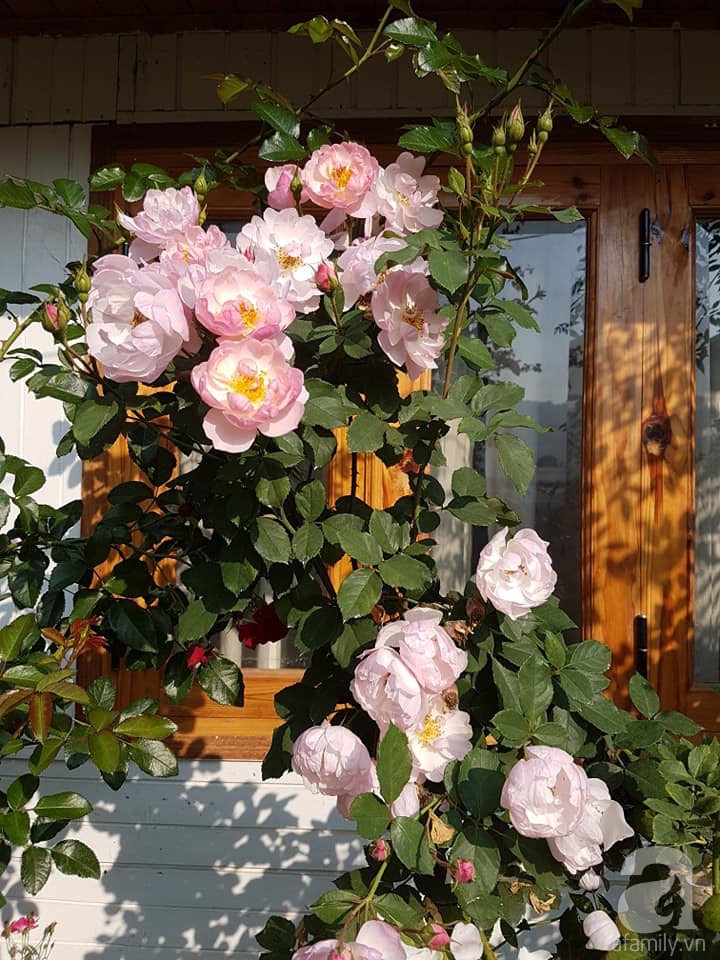 Mê mẩn khu vườn hoa hồng đẹp như mơ ở Đà Lạt - Ảnh 6.