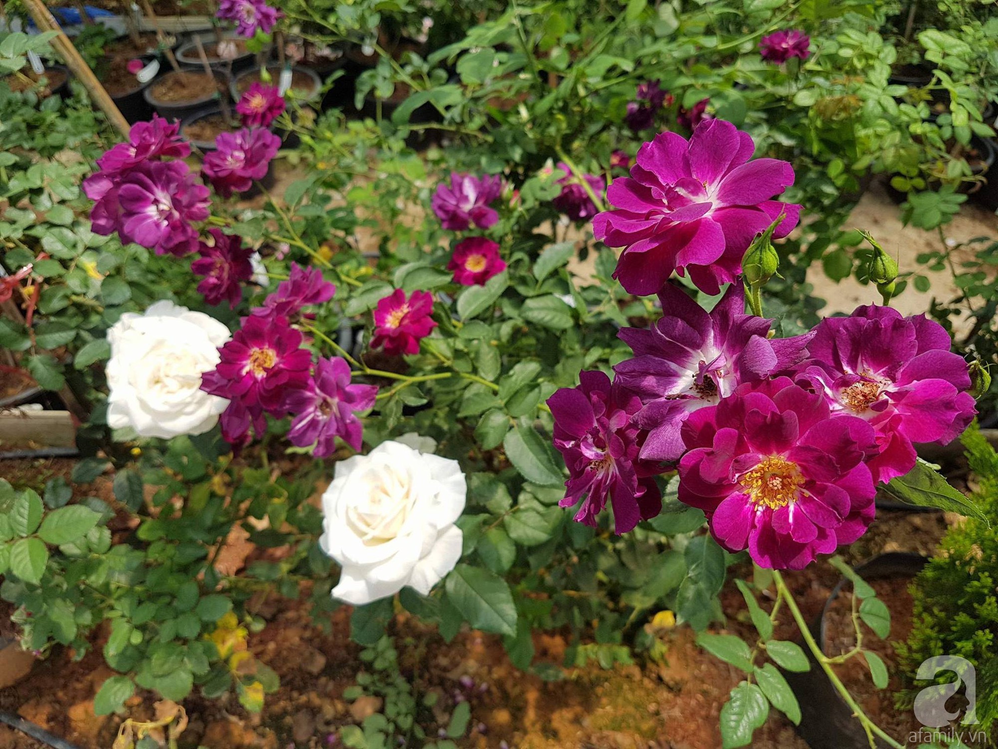 Mê mẩn khu vườn hoa hồng đẹp như mơ ở Đà Lạt - Ảnh 26.
