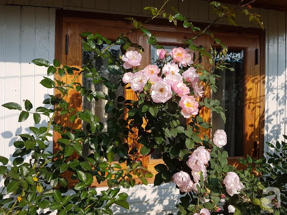 Mê mẩn khu vườn hoa hồng đẹp như mơ ở Đà Lạt - Ảnh 8.