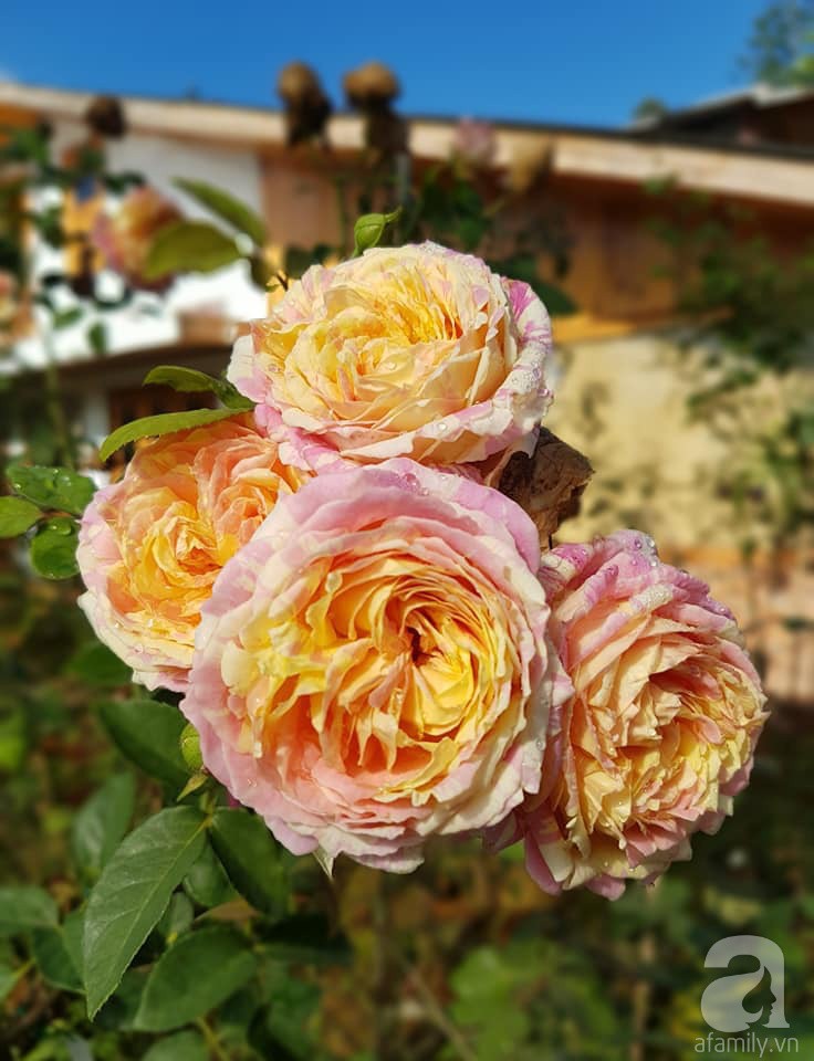 Mê mẩn khu vườn hoa hồng đẹp như mơ ở Đà Lạt - Ảnh 28.