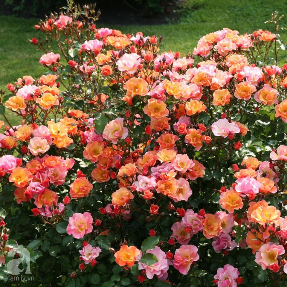 Mê mẩn khu vườn hoa hồng đẹp như mơ ở Đà Lạt - Ảnh 29.