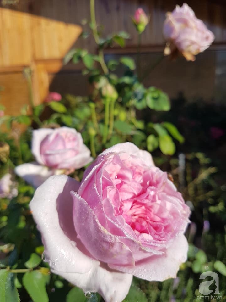 Mê mẩn khu vườn hoa hồng đẹp như mơ ở Đà Lạt - Ảnh 11.