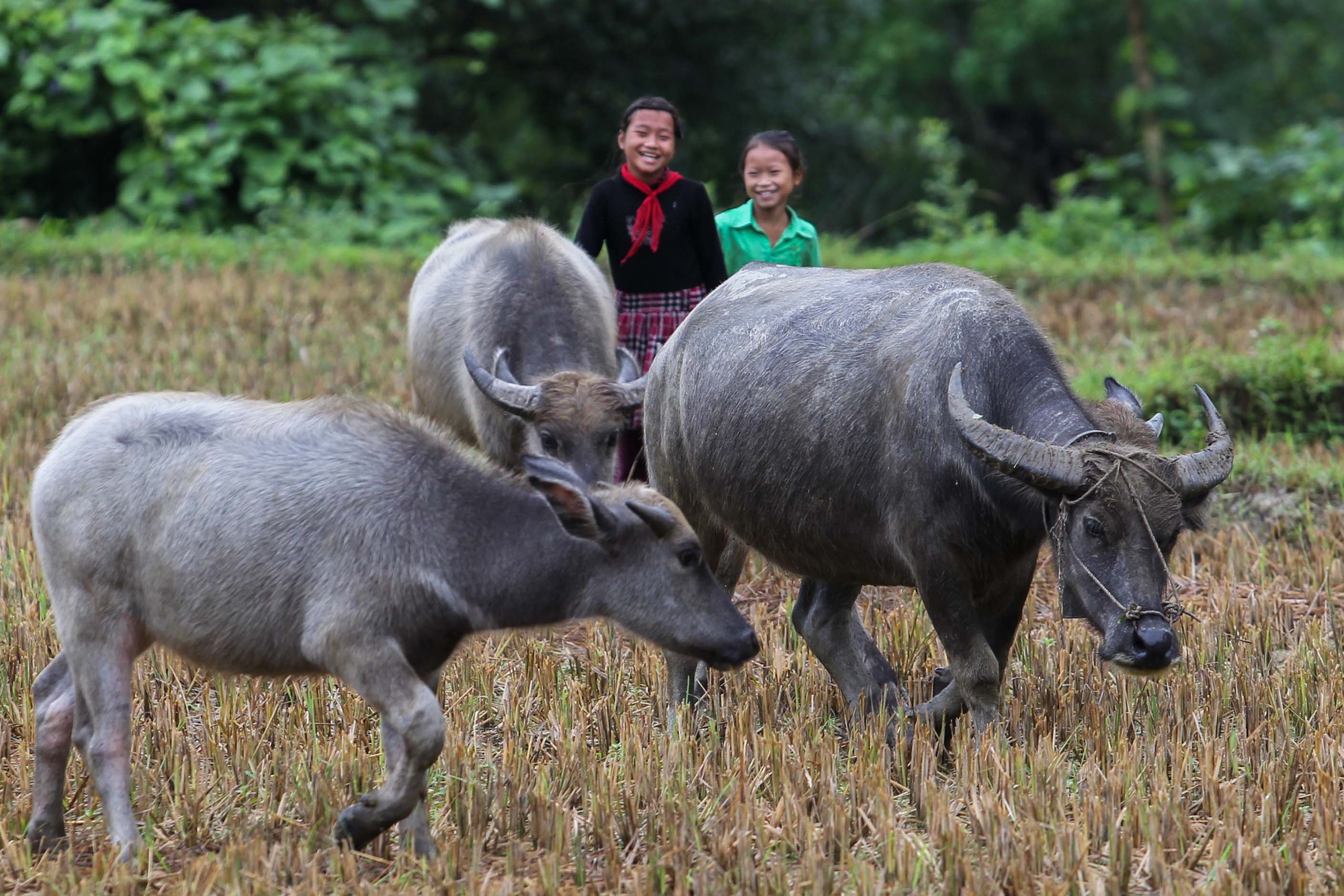 Du lịch ở Hà Giang có gì hấp dẫn? - Ảnh 2.