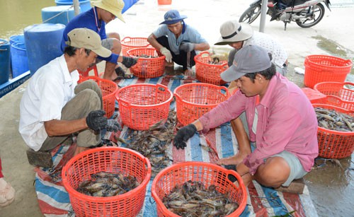 Bơm tạp chất vào tôm: Phải xử lý hình sự - Ảnh 1.