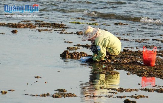 Chờ thủy triều rút đi săn con ăn béo ngậy - Ảnh 2.