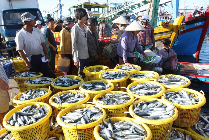 Ngư dân Ninh Thuận với những chuyến biển đầy ắp cá - Ảnh 2.